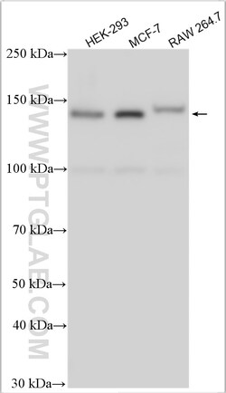 CTCF Rabbit Polyclonal Antibody, Proteintech Unconjugated; 20 &mu;L:Antibodies,