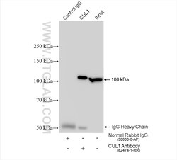 CUL1 Rabbit Recombinant Antibody, Proteintech Unconjugated; 100 &mu;L:Antibodies,
