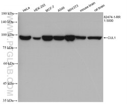 CUL1 Rabbit Recombinant Antibody, Proteintech Unconjugated; 100 &mu;L:Antibodies,