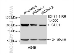 CUL1 Rabbit Recombinant Antibody, Proteintech Unconjugated; 100 &mu;L:Antibodies,