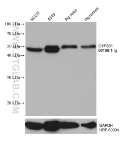 CYP2S1 Mouse Monoclonal Antibody, Proteintech Unconjugated; 150 &mu;L:Antibodies,