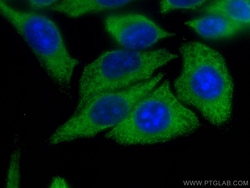 CoraLite Plus 488-conjugated CYP3A4 Mouse Monoclonal Antibody, Proteintech:Antibodies:Primary