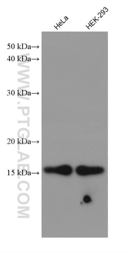 Cyclophilin A Mouse Monoclonal Antibody, Proteintech Unconjugated; 20 &mu;L:Antibodies,
