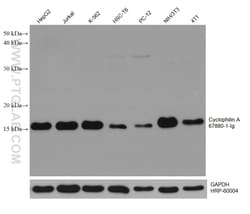 Cyclophilin A Mouse Monoclonal Antibody, Proteintech Unconjugated; 20 &mu;L:Antibodies,