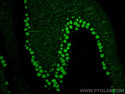 CoraLite Plus 488-conjugated Calbindin-D28k Mouse Monoclonal Antibody,