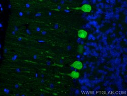 CoraLite Plus 488-conjugated Calbindin-D28k Mouse Monoclonal Antibody,