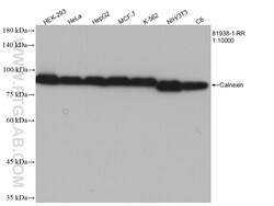 Calnexin Rabbit Recombinant Antibody, Proteintech:Antibodies:Primary Antibodies