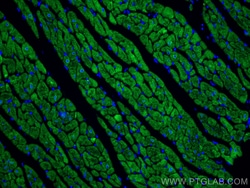 CoraLite Plus 488-conjugated Calsequestrin 2 Mouse Monoclonal Antibody,