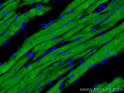 CoraLite Plus 488-conjugated Calsequestrin 2 Mouse Monoclonal Antibody,