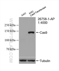 Cas9 Rabbit Polyclonal Antibody, Proteintech Unconjugated; 150 &mu;L:Anticorps,