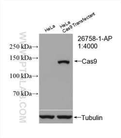 Cas9 Rabbit Polyclonal Antibody, Proteintech