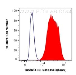 Caspase 3 Rabbit Recombinant Antibody, Proteintech Unconjugated; 100 &mu;L:Antibodies