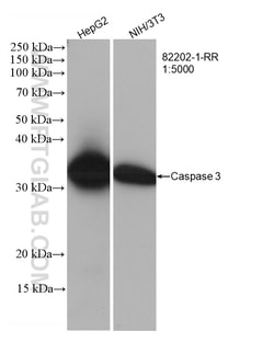 Caspase 3 Rabbit Recombinant Antibody, Proteintech Unconjugated; 100 &mu;L:Antibodies