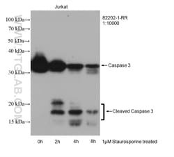 Caspase 3 Rabbit Recombinant Antibody, Proteintech Unconjugated; 100 &mu;L:Antibodies