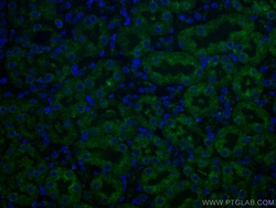CoraLite Plus 488-conjugated Caspase 3/P17/P19 Mouse Monoclonal Antibody,