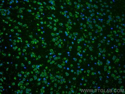 CoraLite Plus 488-conjugated Caspase 3/P17/P19 Mouse Monoclonal Antibody,