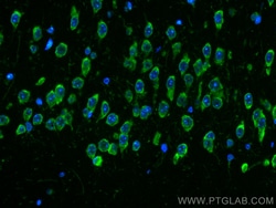 CoraLite Plus 488-conjugated Caspase 3/P17/P19 Mouse Monoclonal Antibody,
