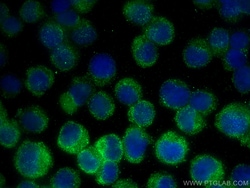 Caspase 6 Mouse Monoclonal Antibody, Proteintech Unconjugated; 150 &mu;L:Antibodies,