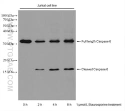 Caspase 6 Mouse Monoclonal Antibody, Proteintech Unconjugated; 150 &mu;L:Antibodies,