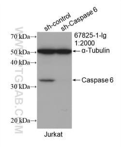 Caspase 6 Mouse Monoclonal Antibody, Proteintech Unconjugated; 150 &mu;L:Antibodies,