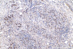 Caspase 7 Mouse Monoclonal Antibody, Proteintech Unconjugated; 150 &mu;L:Antibodies,