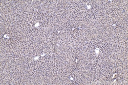 Caspase 7 Mouse Monoclonal Antibody, Proteintech Unconjugated; 150 &mu;L:Antibodies,