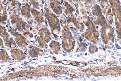 Caspase 7 Mouse Monoclonal Antibody, Proteintech Unconjugated; 150 &mu;L:Antibodies,