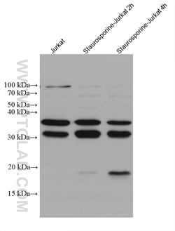 Caspase 7 Mouse Monoclonal Antibody, Proteintech Unconjugated; 150 &mu;L:Antibodies,