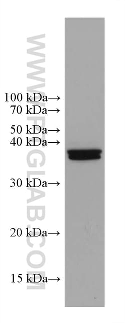 Caspase 7 Mouse Monoclonal Antibody, Proteintech Unconjugated; 150 &mu;L:Antibodies,