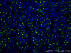 CoraLite Plus 488-conjugated CD68 Rabbit Polyclonal Antibody, Proteintech