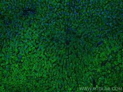 CoraLite Plus 488-conjugated Complement factor B Mouse Monoclonal Antibody,