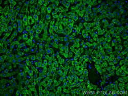 CoraLite Plus 488-conjugated Complement factor B Mouse Monoclonal Antibody,