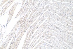 Connexin 43 Rabbit Recombinant Antibody, Proteintech:Antibodies:Primary