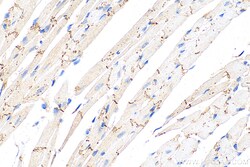 Connexin 43 Rabbit Recombinant Antibody, Proteintech:Antibodies:Primary