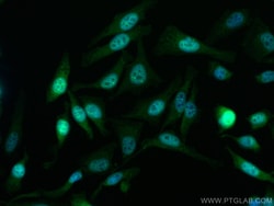 Proteintech CoraLite™ Plus 488-conjugated Cyclin A2 Rabbit Polyclonal Antibody, Proteintech