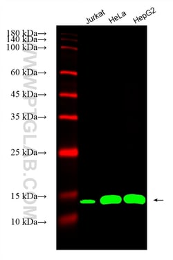 CoraLite Plus 488-conjugated Cyclophilin B Mouse Monoclonal Antibody, Proteintech 20 &mu;L | Buy Online | Proteintech | Fisher Scientific