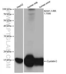 Cystatin C Rabbit Recombinant Antibody, Proteintech:Antibodies:Primary
