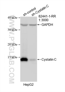 Cystatin C Rabbit Recombinant Antibody, Proteintech:Antibodies:Primary