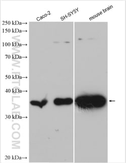 DDAH1 Rabbit Polyclonal Antibody, Proteintech:Antibodies:Primary Antibodies