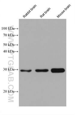 DDAH2 Mouse Monoclonal Antibody, Proteintech:Antibodies:Primary Antibodies