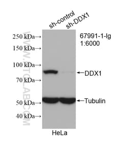 DDX1 Mouse Monoclonal Antibody, Proteintech:Antibodies:Primary Antibodies