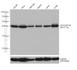 DFFA,DFF45 Mouse Monoclonal Antibody, Proteintech Unconjugated; 20 &mu;L:Antibodies,