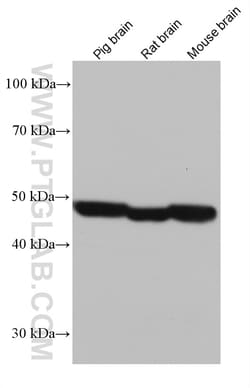 DFNA5 Mouse Monoclonal Antibody, Proteintech Unconjugated; 20 &mu;L:Antibodies,