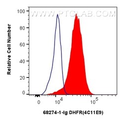 DHFR Mouse Monoclonal Antibody, Proteintech:Antibodies:Primary Antibodies