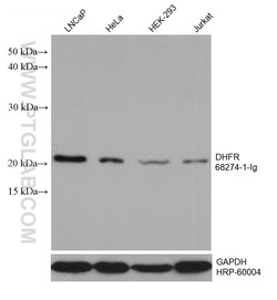 DHFR Mouse Monoclonal Antibody, Proteintech:Antibodies:Primary Antibodies
