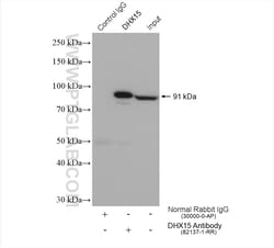 DHX15 Rabbit Recombinant Antibody, Proteintech Unconjugated; 20 &mu;L:Antibodies,