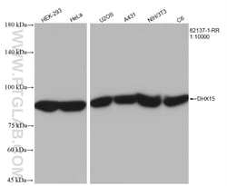 DHX15 Rabbit Recombinant Antibody, Proteintech Unconjugated; 20 &mu;L:Antibodies,