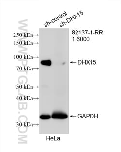 DHX15 Rabbit Recombinant Antibody, Proteintech Unconjugated; 20 &mu;L:Antibodies,