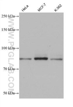 DHX32 Mouse Monoclonal Antibody, Proteintech:Antibodies:Primary Antibodies