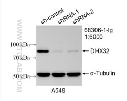 DHX32 Mouse Monoclonal Antibody, Proteintech:Antibodies:Primary Antibodies